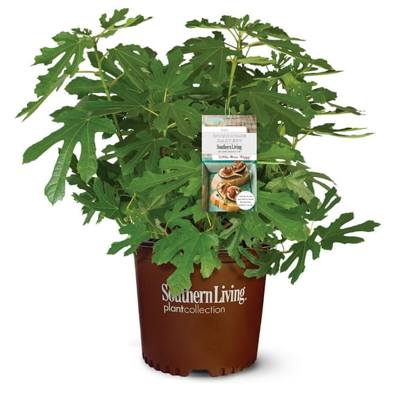 Southern Living Little Miss Figgy Dwarf Fig Live Shrub in 2-Gallon Grower Pot