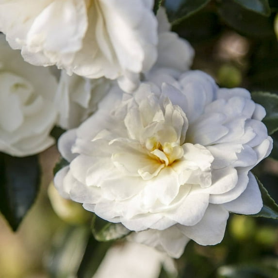 Southern Living October Magic Bride Camellia Live Shrub in 2-Gallon Grower Pot