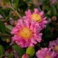 thumbnail image 1 of Southern Living October Magic Carpet Camellia Live Shrub in 2-Gallon Grower Pot, 1 of 2