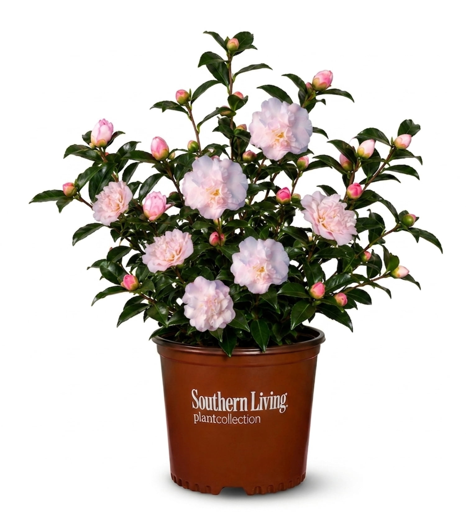 Southern Living October Magic Dawn Camellia Live Shrub in 2.5-Quart Grower Pot