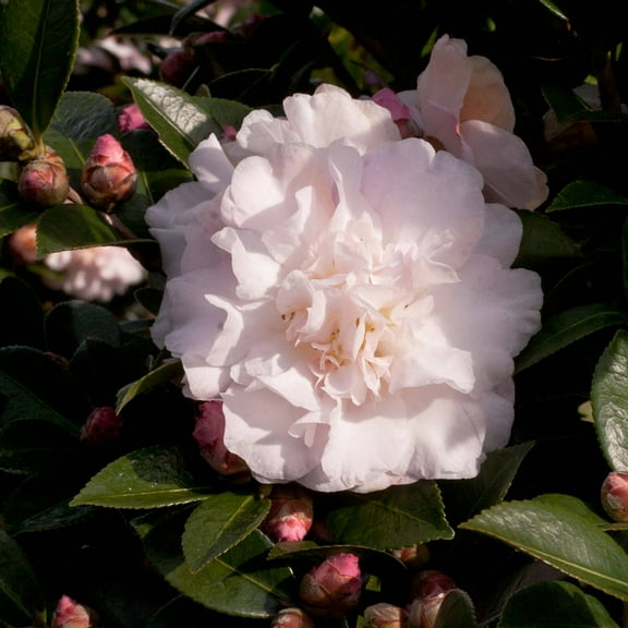 Southern Living October Magic Dawn Camellia Live Shrub in 2-Gallon Grower Pot