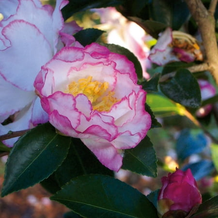 Southern Living October Magic Inspiration Camellia Live Shrub in 2.5-Quart Grower Pot