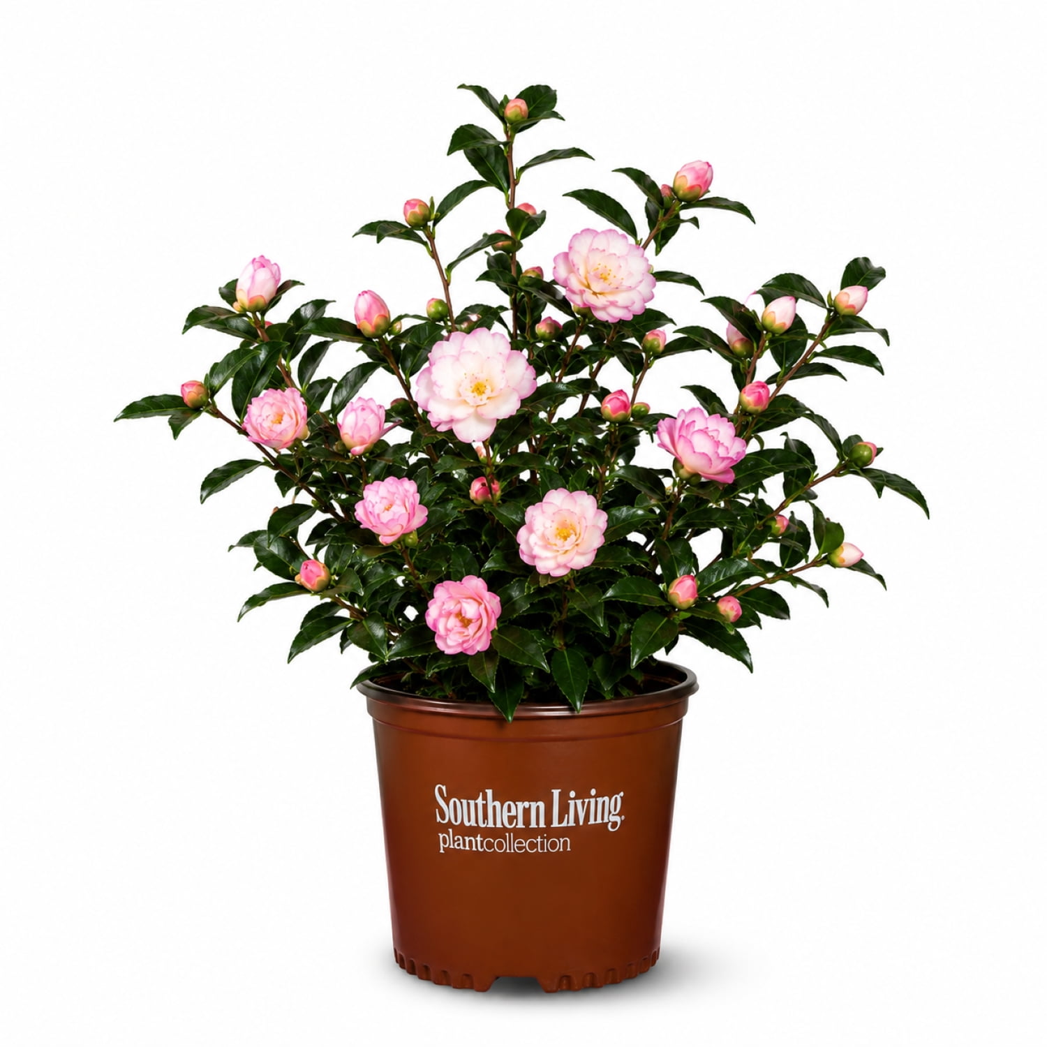 Southern Living October Magic Orchid Camellia Live Shrub in 2-Gallon Grower Pot