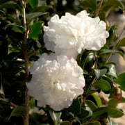 Southern Living October Magic Snow Camellia Live Shrub in 2.5-Quart Grower Pot
