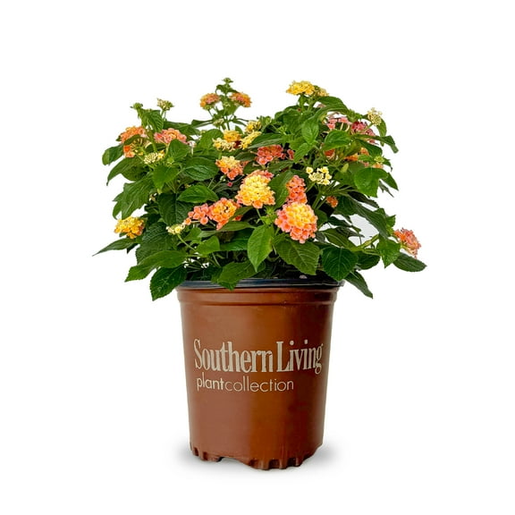 Southern Living Peach Glow Little Lucky Lantana Live Shrub in 2.5-Quart Grower Pot