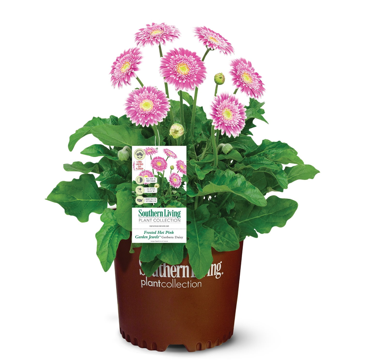 Southern Living Frosted Hot Pink Garden Jewels Gerbera Daisy Live Shrub in 2.5-Quart Grower Pot