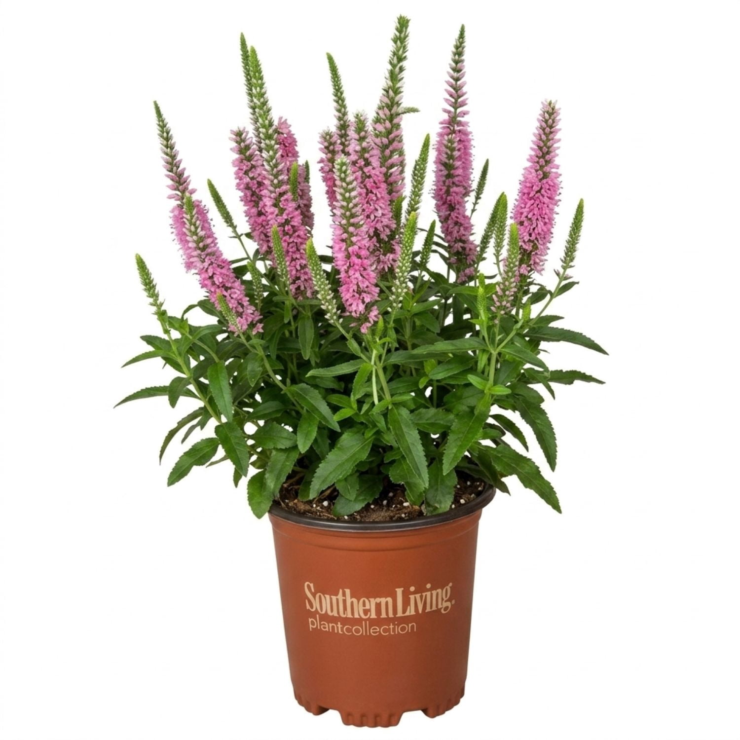 Southern Living Pink Moody Blues Veronica Live Perennial in 2.5-Quart Grower Pot