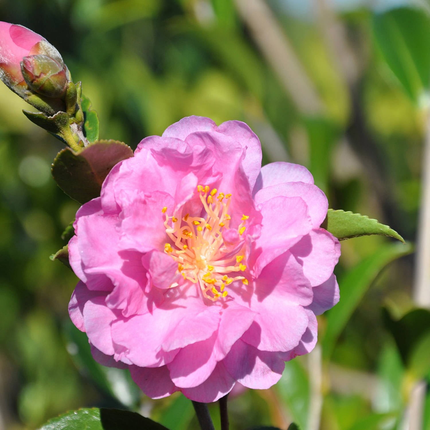 Southern Living Pink Stella Camellia Live Shrub in 2-Gallon Grower Pot