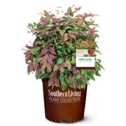 Southern Living Plant Collection Blush Pink Nandina Live Shrub (2 Gallon)