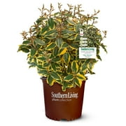 Southern Living Plant Collection Elaeagnus Olive Martini Live Shrub (2 Gallon)