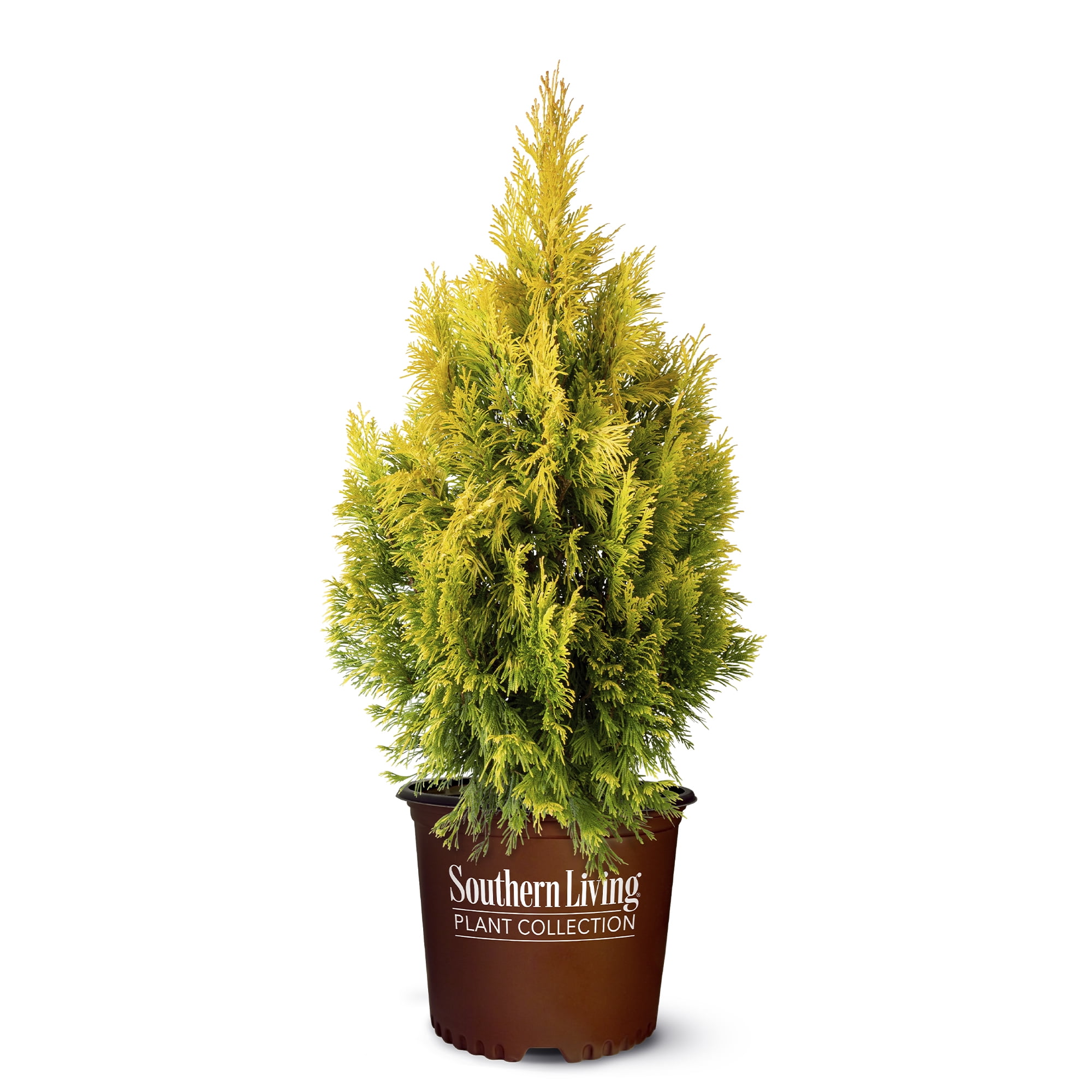 Southern Living Forever Goldy Arborvitae Live Shrub in 2-Gallon Grower Pot