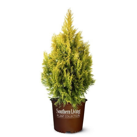 Southern Living Forever Goldy Arborvitae Live Shrub in 2-Gallon Grower Pot