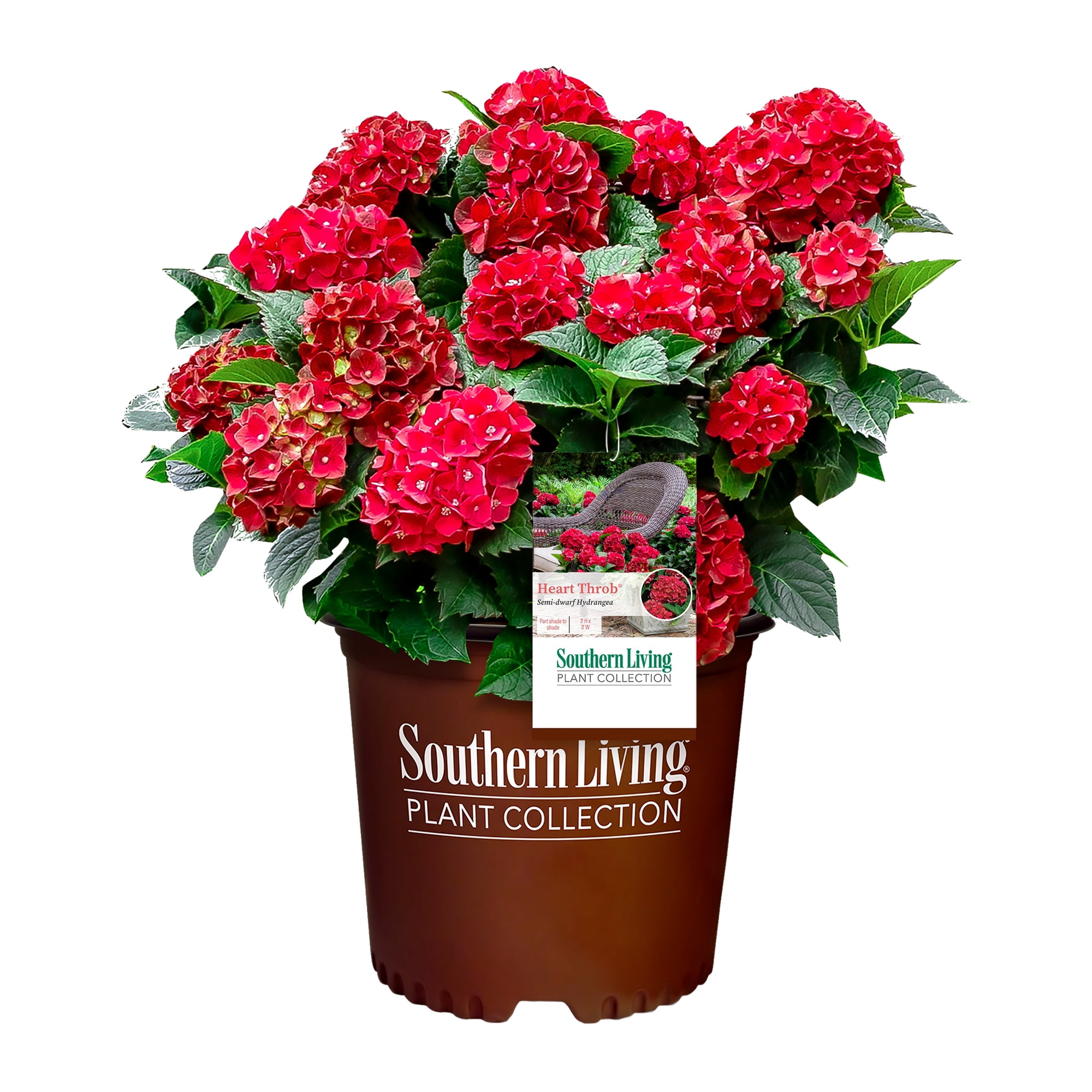Heart Throb Red Hydrangea 2-Gallon Container Plant