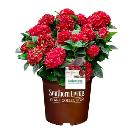 Southern Living Heart Throb Hydrangea Live Shrub in 2-Gallon Grower Pot