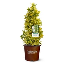 Southern Living Holly Golden Oakland Live Shrub in 2 Gallon Grower Pot