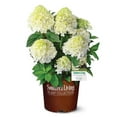 thumbnail image 1 of Southern Living Hydrangea White Wedding Live Shrub in 2-Gallon Grower Pot, 1 of 11