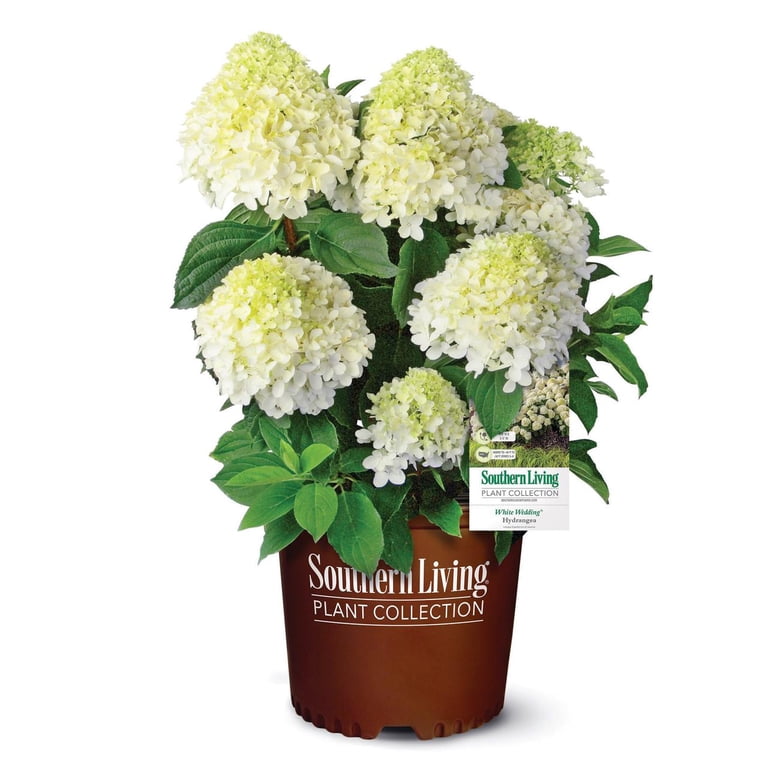 Southern Living Hydrangea White Wedding Live Shrub in 2-Gallon