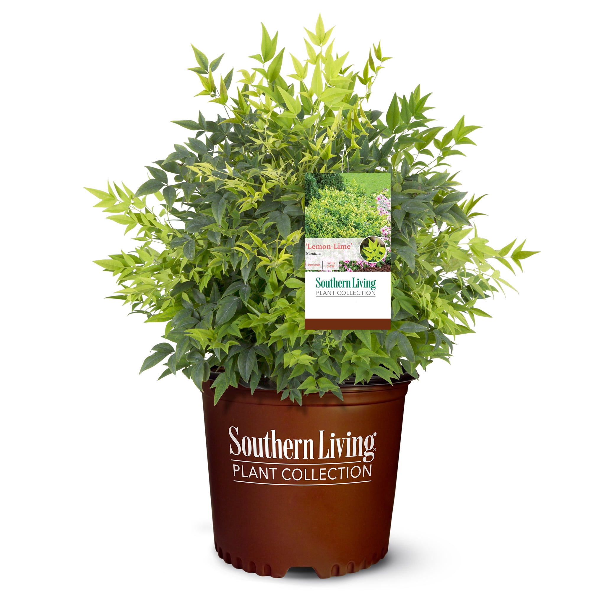 2 Gallon Lemon Lime Evergreen Nandina Shrub