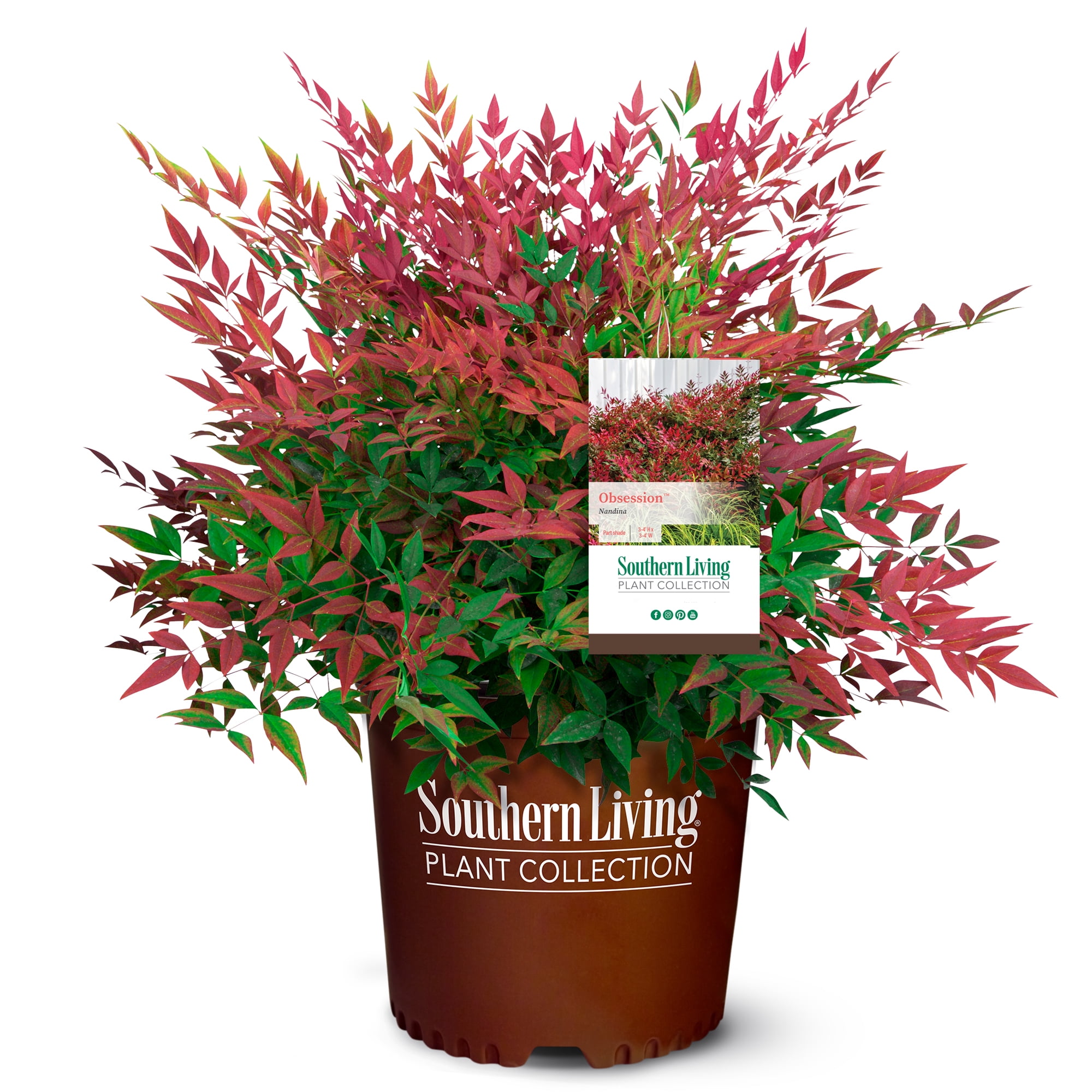 2 Gallon Obsession Nandina Shrub with Bright Red and Green Foliage
