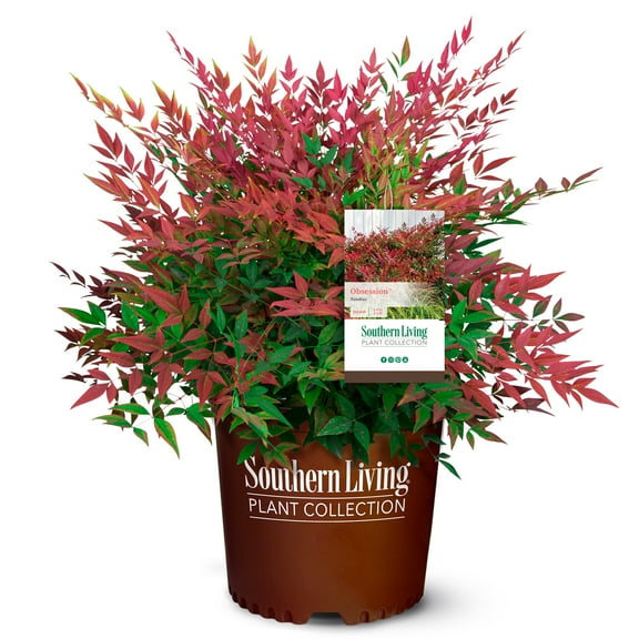 Southern Living Nandina Obsession Live Shrub in 2-Gallon Grower Pot