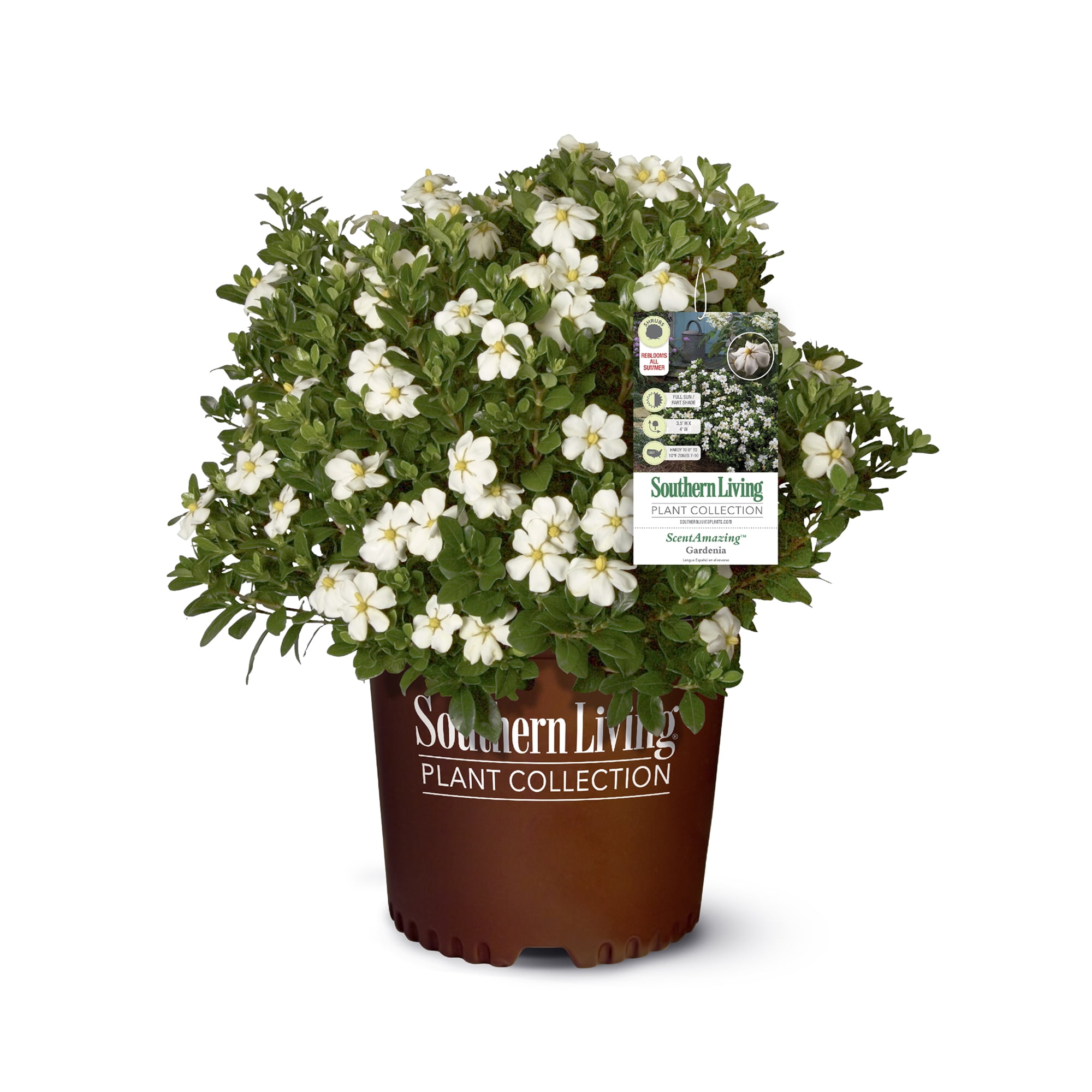 Southern Living Plant Collection ScentAmazing Gardenia Live Shrub (2 Gallon)