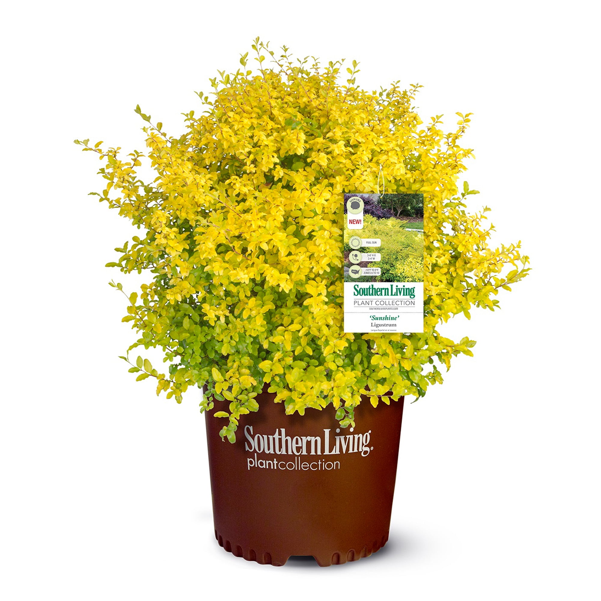 Sunshine Ligustrum Golden Yellow Evergreen Privet in 2-Gallon Container