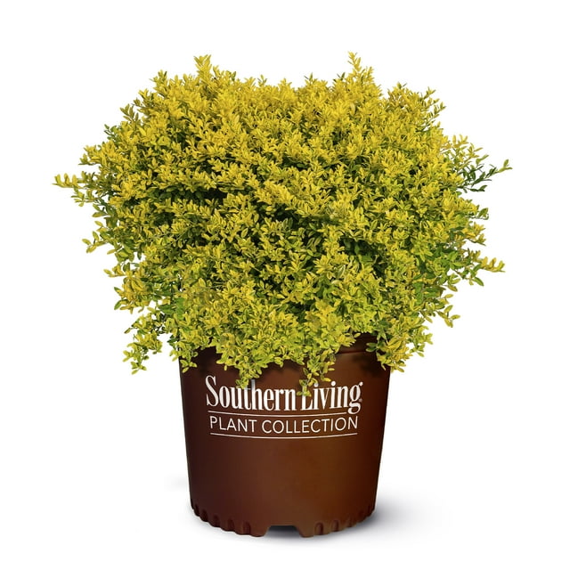 Southern Living Plant Collection Touch Of Gold Holly Live Shrub (2