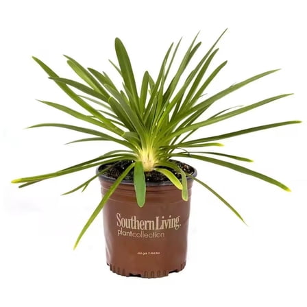 Southern Living Queen Mum Agapanthus 'Lily of the Nile' Live Shrub in 2.5-Quart Grower Pot