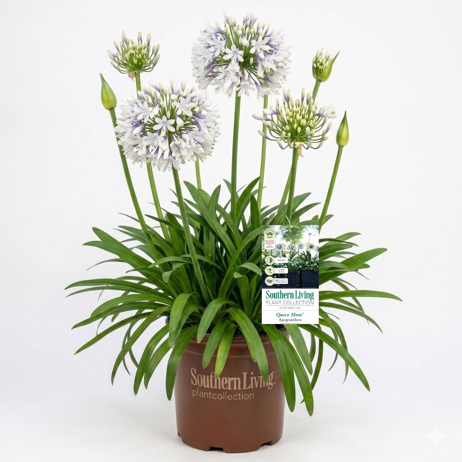Southern Living Queen Mum Agapanthus 'Lily of the Nile' Live Shrub in 2.5-Quart Grower Pot