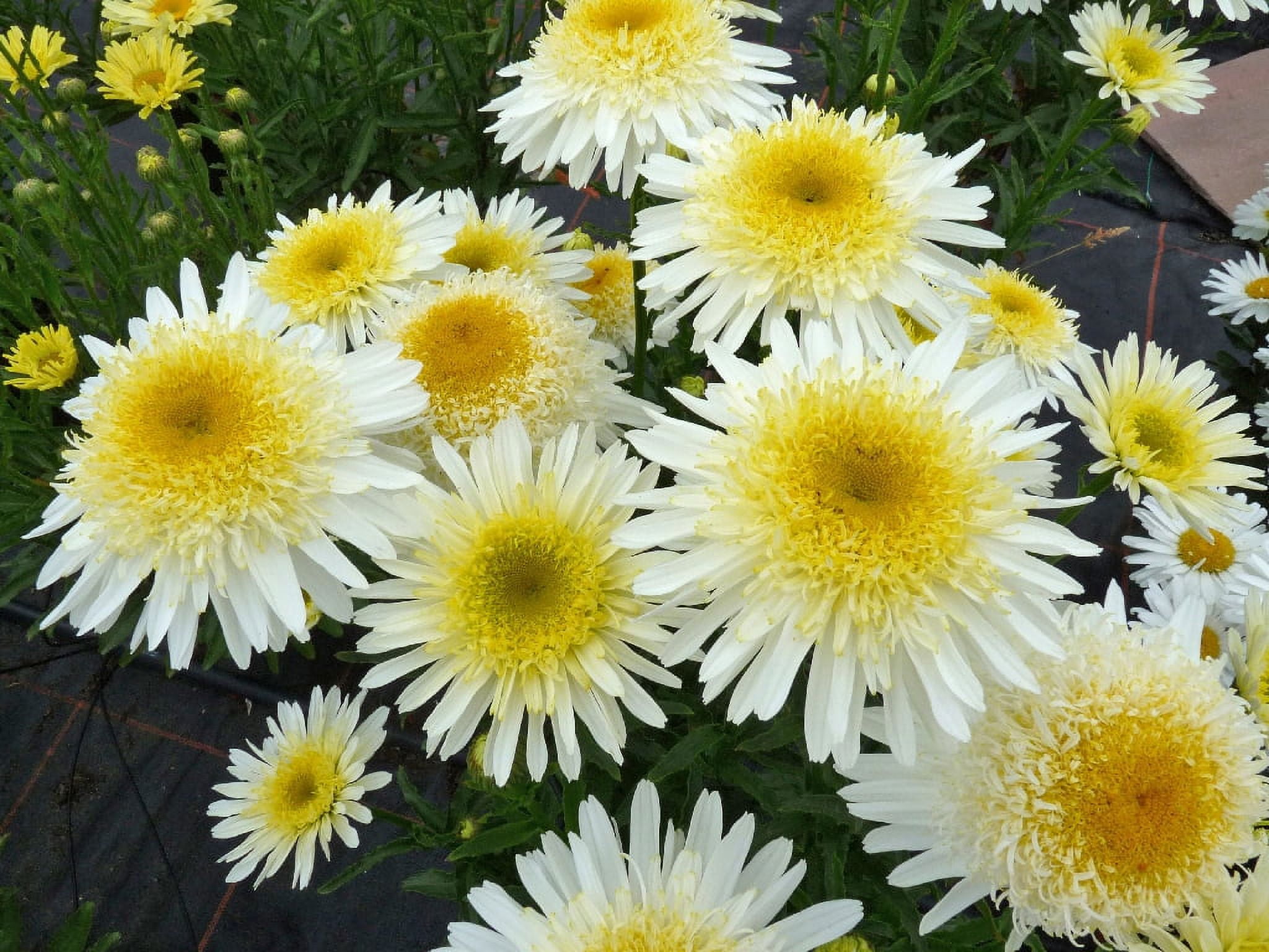 Real Glory Leucanthemum Shasta Daisy in 2.5 Quart Pot