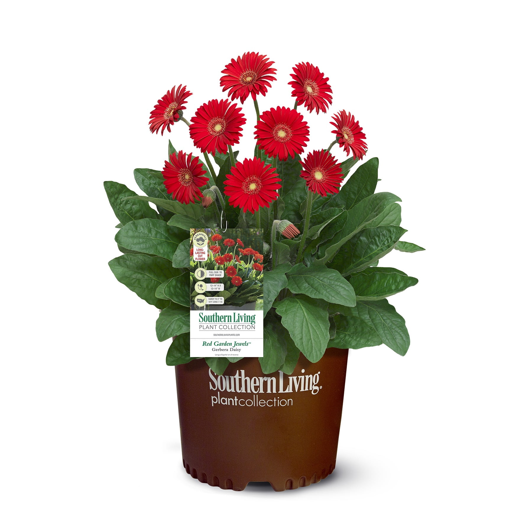 Southern Living Red Garden Jewels Gerber Daisy Live Shrub in 2.5-Quart Grower Pot