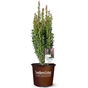 Southern Living Red Sky Pencil Holly Live Shrub in 2-Gallon Grower Pot