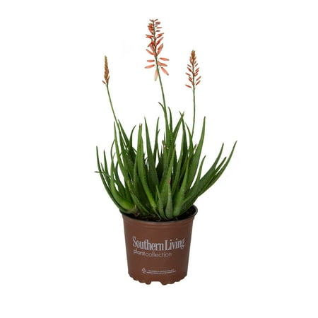 Southern Living Safari Rose Aloe Live Shrub in 2.5-Quart Grower Pot