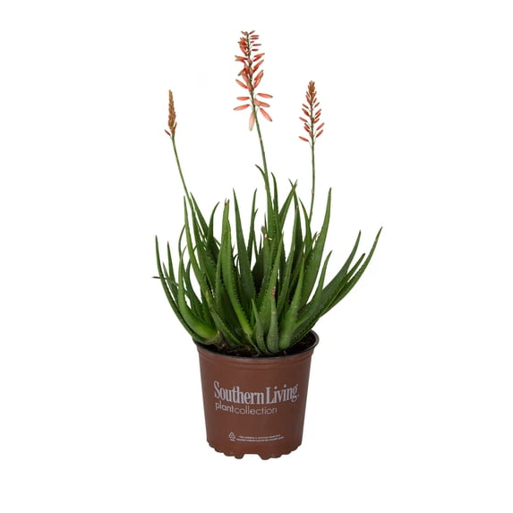 Southern Living Safari Rose Aloe Live Shrub in 2.5-Quart Grower Pot