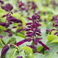 thumbnail image 1 of Southern Living Saucy Wine Salvia Live Shrub in 2.5-Quart Grower Pot, 1 of 5