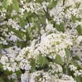 thumbnail image 1 of Southern Living Snow Joey Viburnum Live Shrub in 2-Gallon Grower Pot, 1 of 4