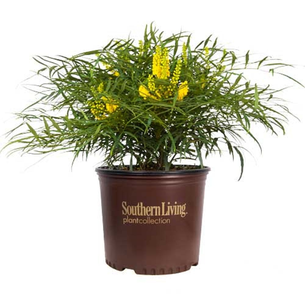 Southern Living Plant Collection Soft Caress Mahonia Shrub
