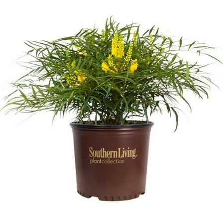 Southern Living Soft Caress Mahonia Live Shrub in 2.5-Quart Grower Pot