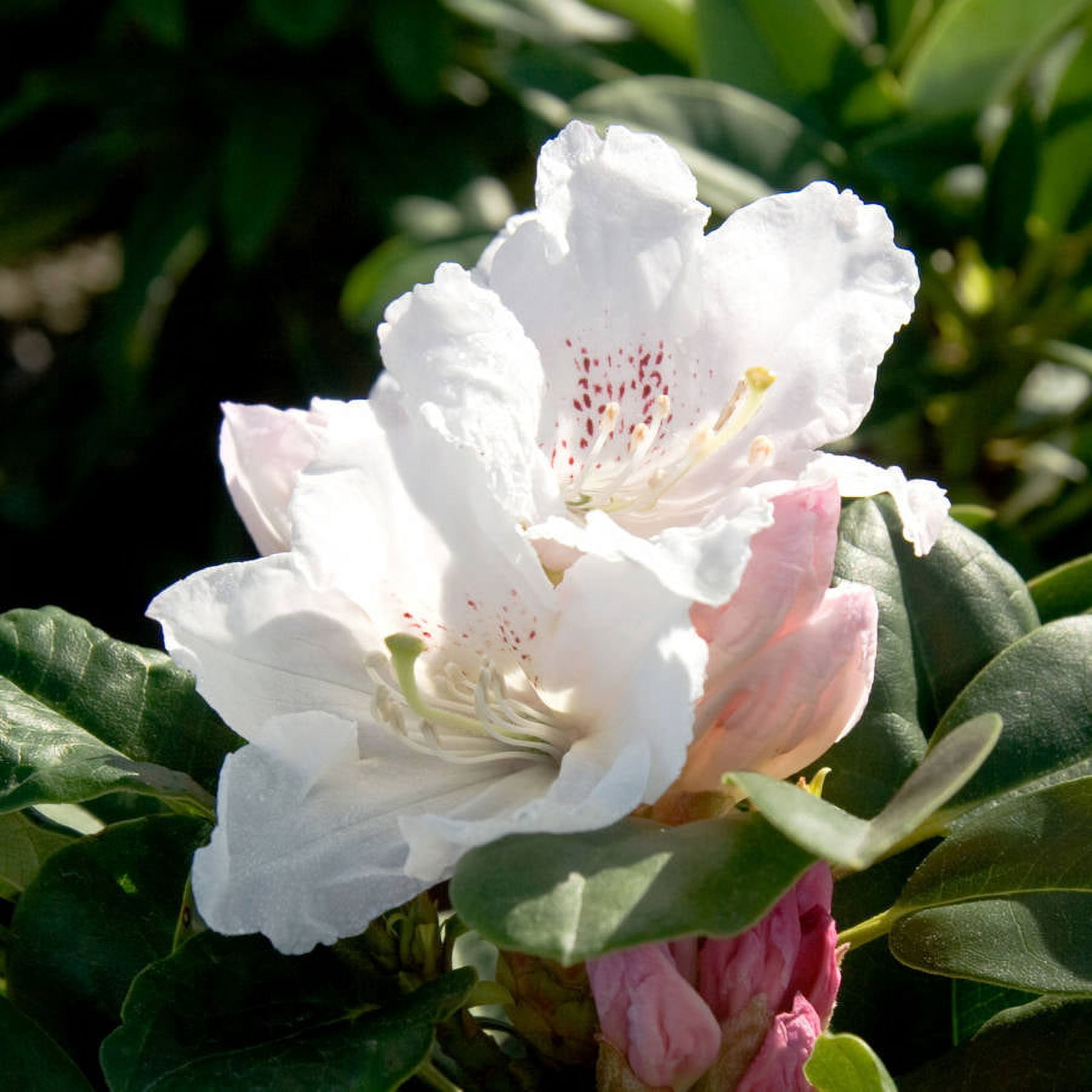 Southern Living Southgate Divine Rhododendron Live Shrub in 2-Gallon Grower Pot