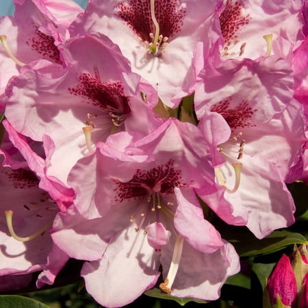 Southern Living Southgate Radiance Rhododendron Live Shrub in 2.5-Quart Grower Pot
