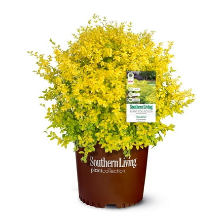 Southern Living Sunshine Ligustrum Privet Live Shrub in 2-Gallon Grower Pot