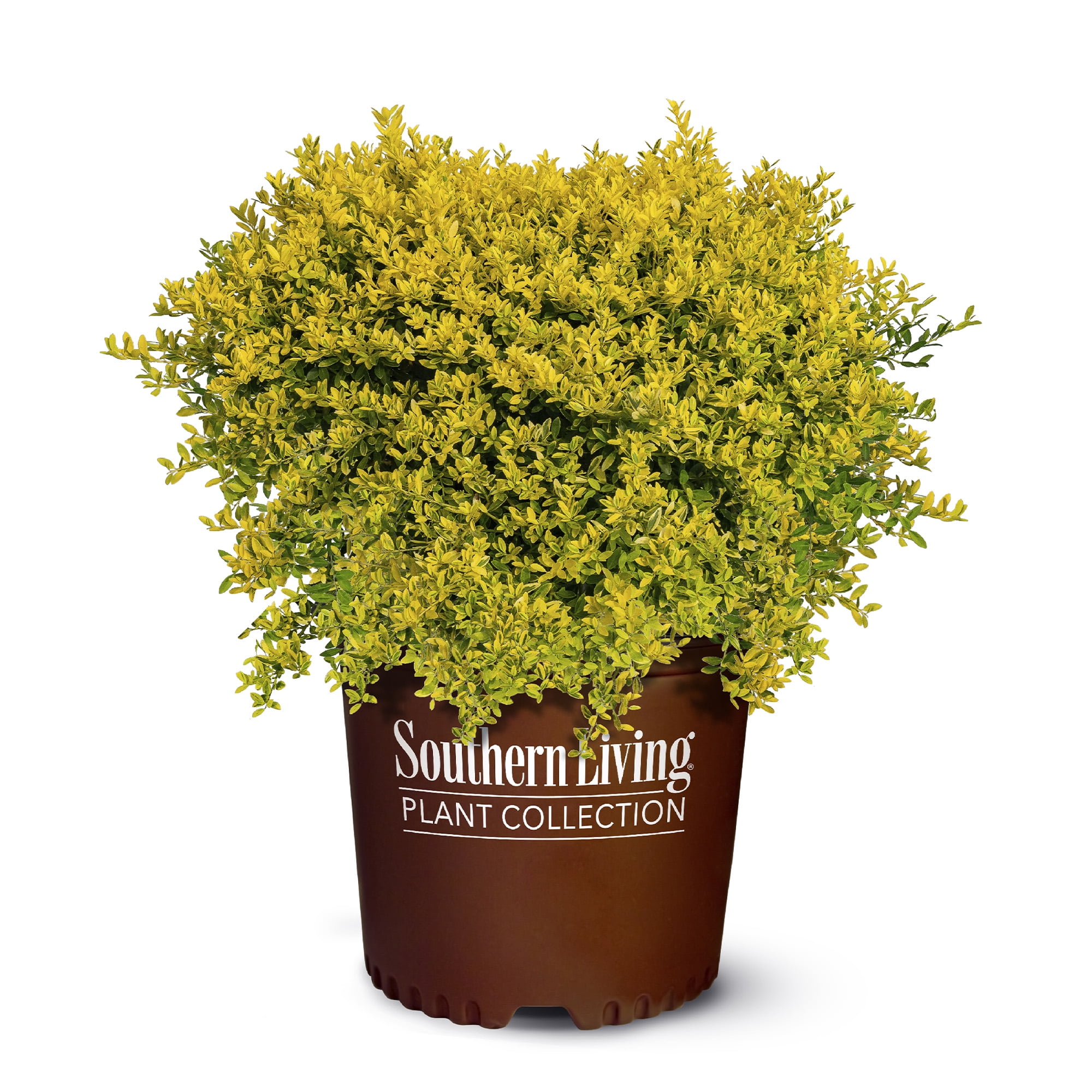 Southern Living Touch Of Gold Holly Live Shrub in 2-Gallon