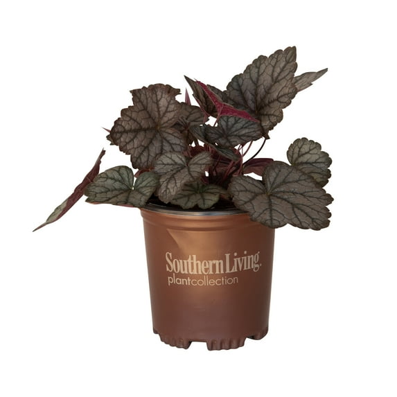 Southern Living Twilight Heucherella 'Foamy Bells' Live Shrub in 2.5-Quart Grower Pot