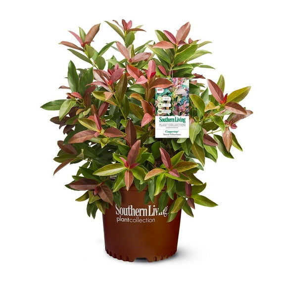 Southern Living Viburnum Copper Top Live Shrub in 2-Gallon Grower Pot