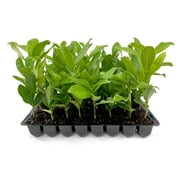 Southern Magnolia Grandiflora 10 Live Trees Beautiful Evergreen Specimen Plant Fragrant Blooms