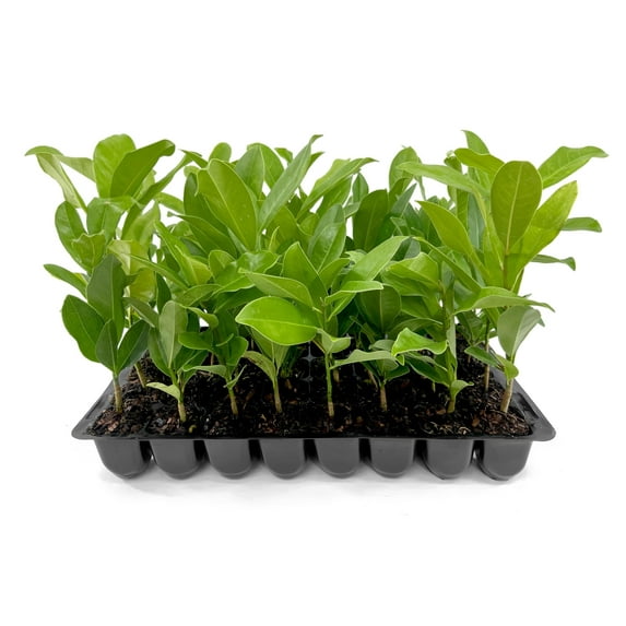 Southern Magnolia Grandiflora 20 Live Trees Beautiful Evergreen Specimen Plant Fragrant Blooms