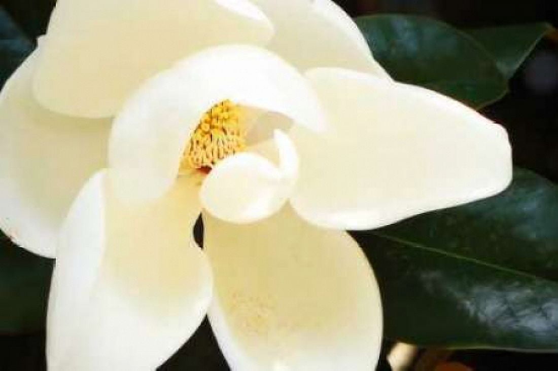 Southern Magnolia I Canvas Art - Alan Hausenflock (20 x 28)