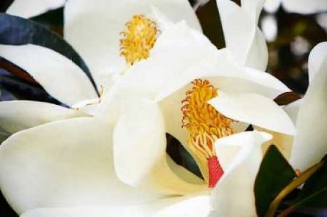 Southern Magnolia II Canvas Art - Alan Hausenflock (20 x 28)