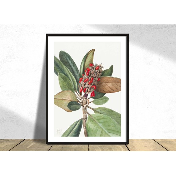 Southern Magnolia Mary Vaux Walcott Vintage Poster Plant Old Illustration Flower Decor Beautiful Flower, Stretched Canvas 12x16in