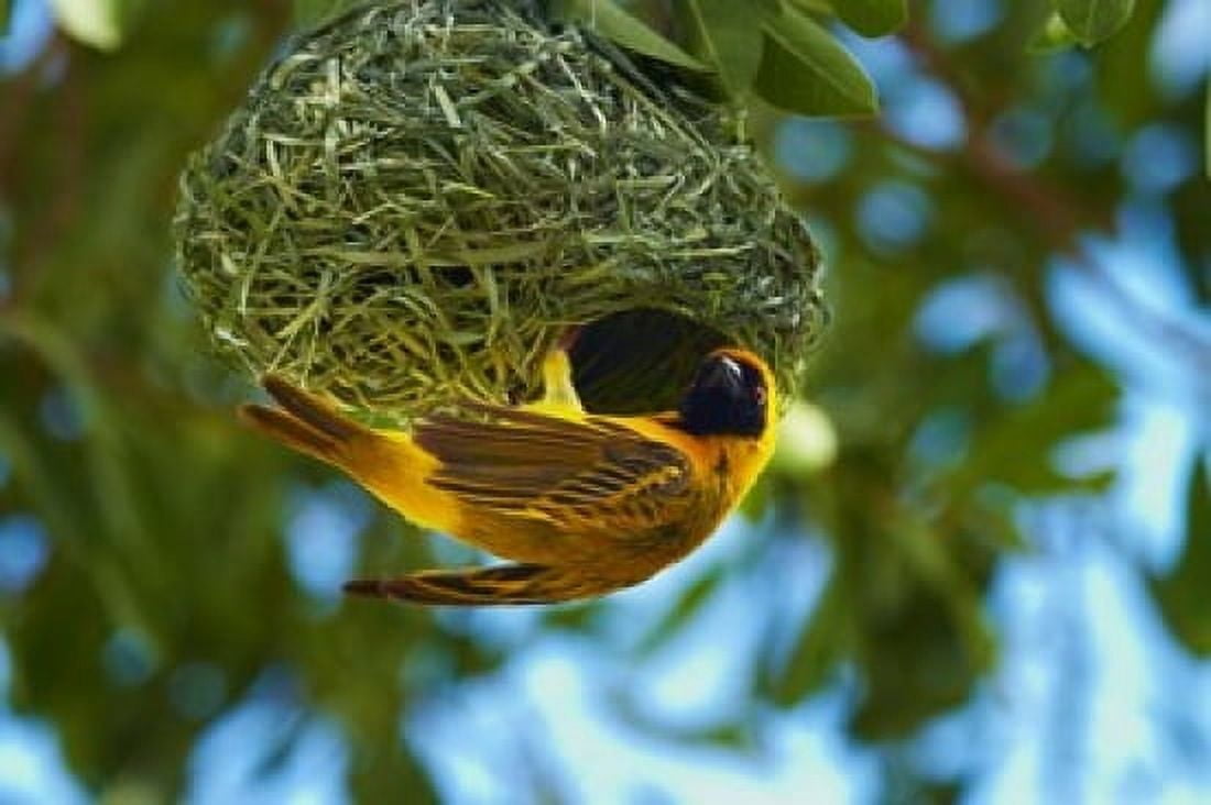 Southern Masked Weaver at nest Etosha National Park Namibia Canvas Art - David Wall DanitaDelimont (35 x 24)